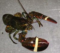 lobster live, homards, vivant